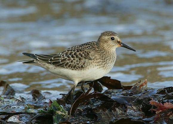 Bairds Sandpiper Calidris bairdii