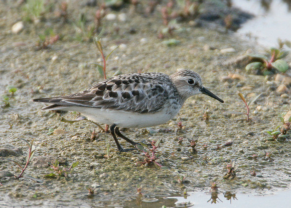 Bairds Sandpiper Calidris bairdii