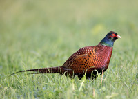 Pheasant Phasianus colchicus