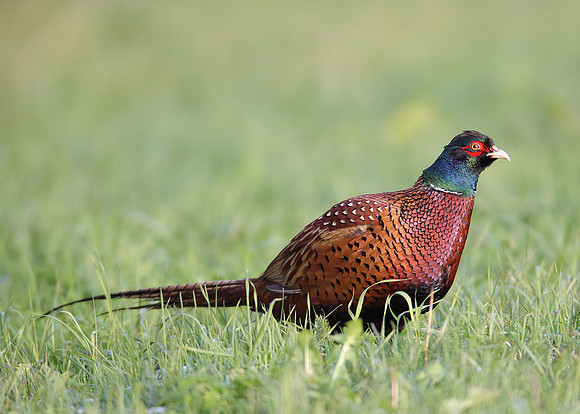 Pheasant Phasianus colchicus