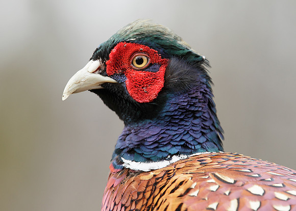 Pheasant Phasianus colchicus