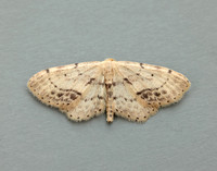 70.011 BF1708 Single-dotted Wave Idaea dimidiata