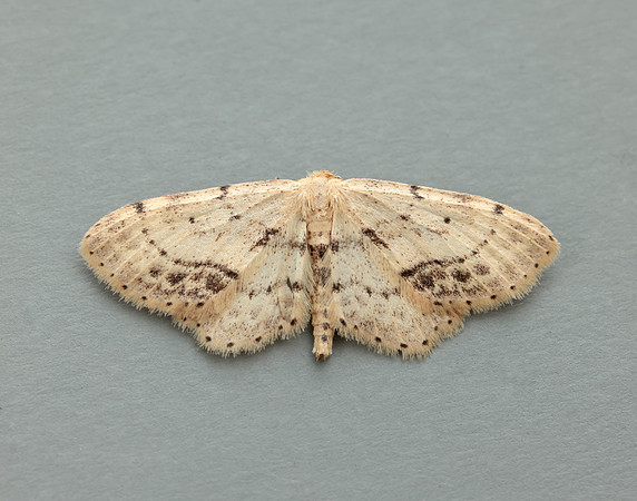 70.011 BF1708 Single-dotted Wave Idaea dimidiata