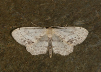 70.011 BF1708 Single-dotted Wave Idaea dimidiata