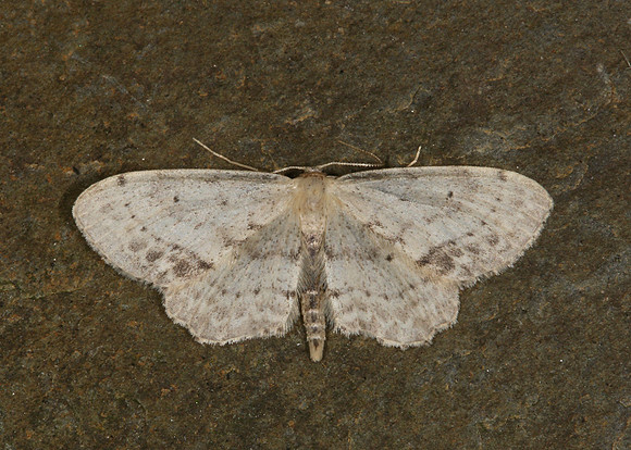 70.011 BF1708 Single-dotted Wave Idaea dimidiata