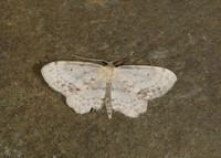 70.011 BF1708 Single-dotted Wave Idaea dimidiata