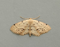 70.011 BF1708 Single-dotted Wave Idaea dimidiata