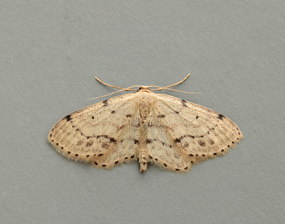70.011 BF1708 Single-dotted Wave Idaea dimidiata