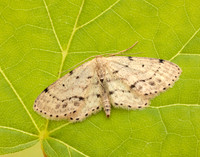70.011 BF1708 Single-dotted Wave Idaea dimidiata