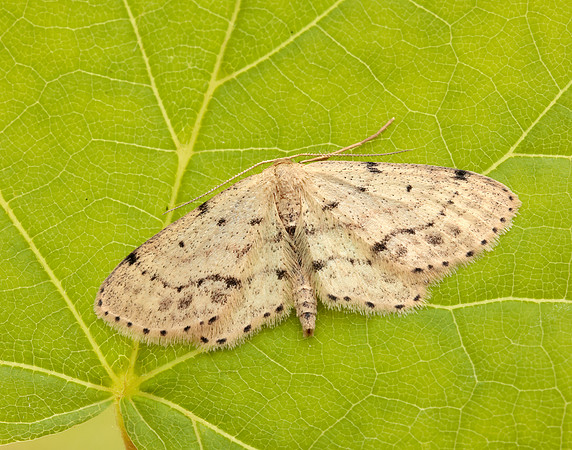 70.011 BF1708 Single-dotted Wave Idaea dimidiata