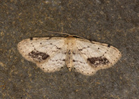 70.011 BF1708 Single-dotted Wave Idaea dimidiata