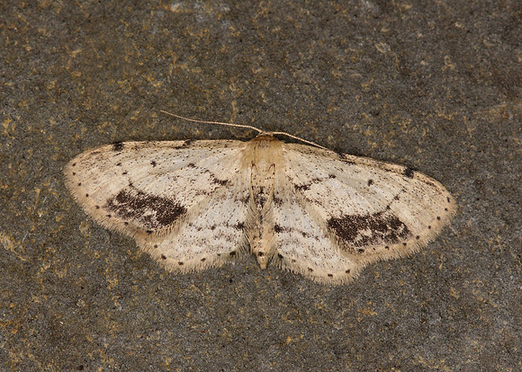 70.011 BF1708 Single-dotted Wave Idaea dimidiata
