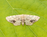 70.011 BF1708 Single-dotted Wave Idaea dimidiata