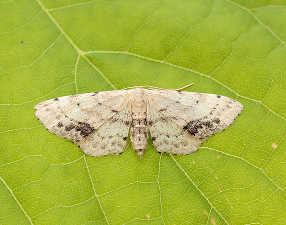70.011 BF1708 Single-dotted Wave Idaea dimidiata
