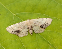 70.011 BF1708 Single-dotted Wave Idaea dimidiata