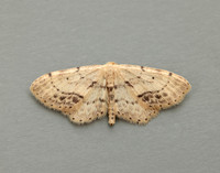 70.011 BF1708 Single-dotted Wave Idaea dimidiata