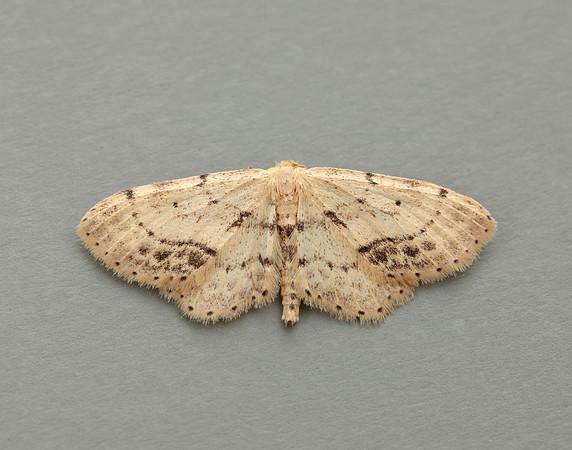 70.011 BF1708 Single-dotted Wave Idaea dimidiata
