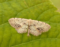 70.011 BF1708 Single-dotted Wave Idaea dimidiata