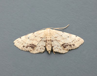 70.011 BF1708 Single-dotted Wave Idaea dimidiata