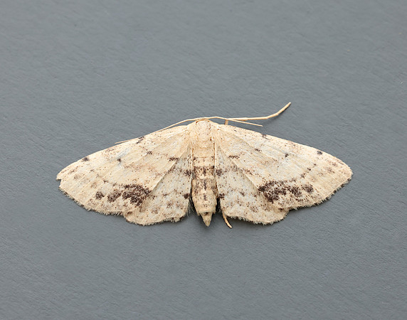 70.011 BF1708 Single-dotted Wave Idaea dimidiata