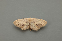 70.011 BF1708 Single-dotted Wave Idaea dimidiata