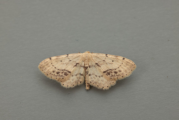 70.011 BF1708 Single-dotted Wave Idaea dimidiata
