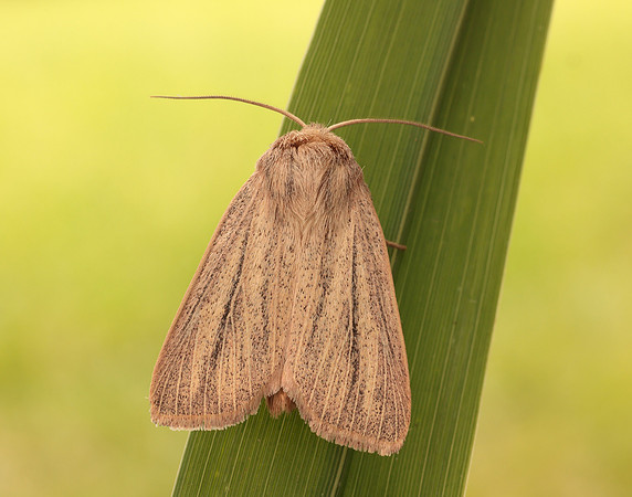73.289 BF2196 Striped Wainscot Mythimna pudorina