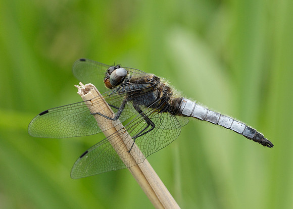 Scarce Chaser Libellula fulva