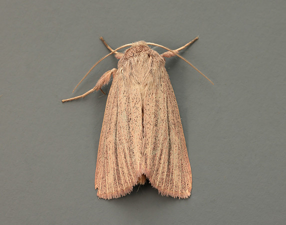 73.289 BF2196 Striped Wainscot Mythimna pudorina
