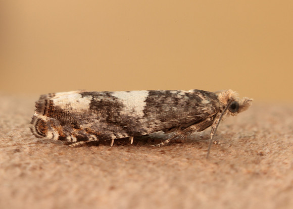 49.243 BF1135 Epinotia demarniana