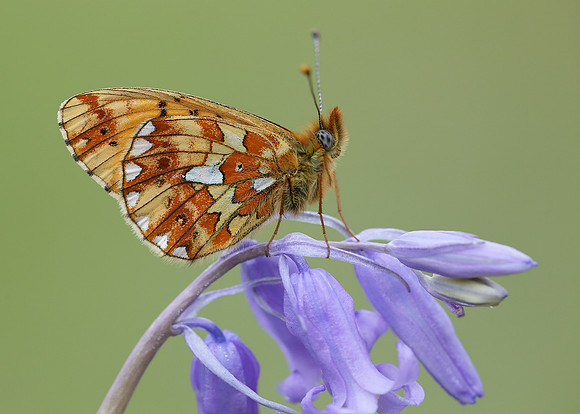 Pearl-Bordered Fritillary Boloria euphrosyne