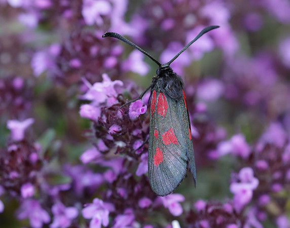 54.007 BF168 New Forest Burnet Zygaena viciae