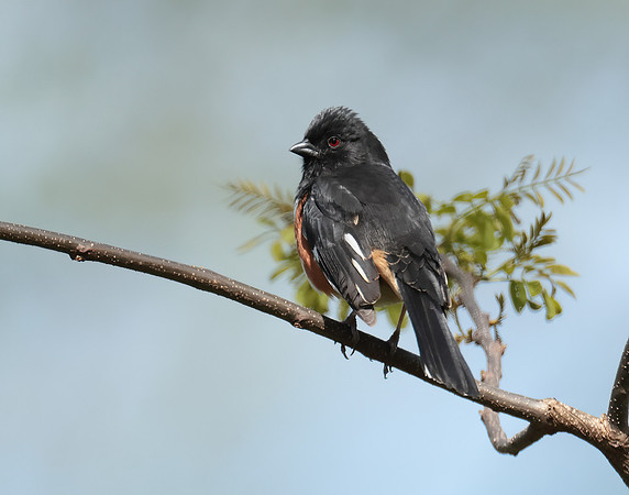 Eastern Towhee Pipilo erythrophthalmus