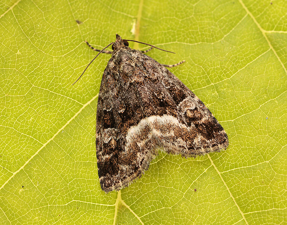 73.024 BF2410 Marbled White Spot Deltote pygarga