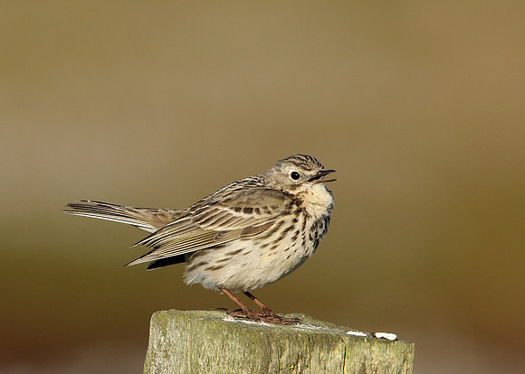 Meadow Pipit Anthus pratensis