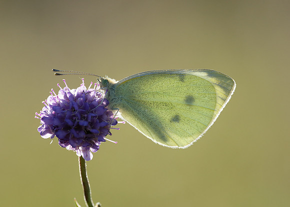 Small White Pieris rapae