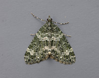 70.096 BF1761 Autumn Green Carpet Chloroclysta miata