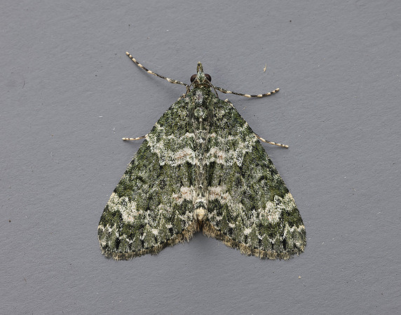 70.096 BF1761 Autumn Green Carpet Chloroclysta miata