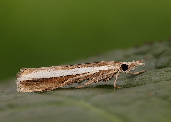63.091 BF1307 Agriphila latistria