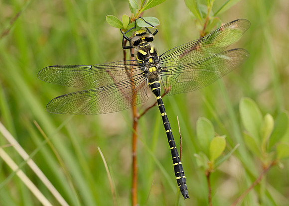 Golden-ringed Dragonfly Cordulegaster boltonii