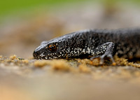 Great Crested Newt Triturus cristatus;
