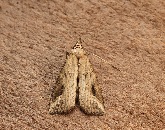 72.060 BF2485 Marsh Oblique-barred Hypenodes humidalis