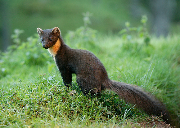 Pine Marten Martes martes