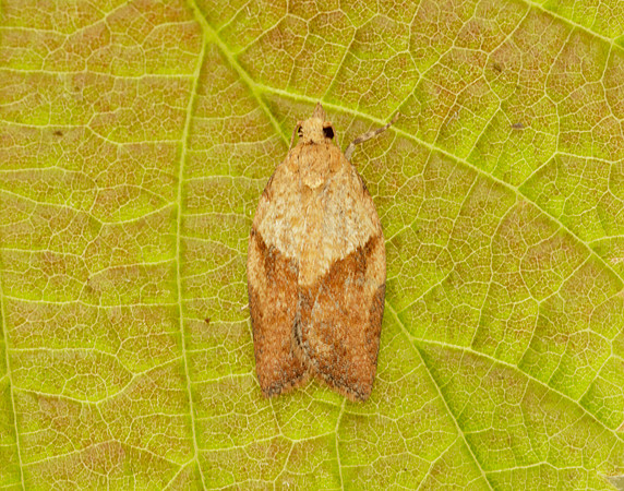 49.039 BF998 Light Brown Apple Moth Epiphyas postvittana