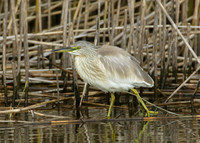 Squacco Heron Ardeola ralloides