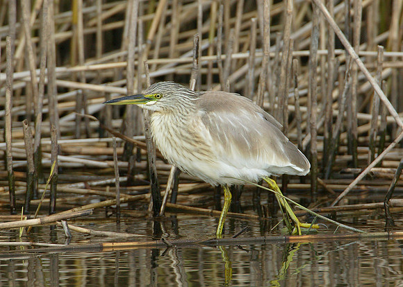 Squacco Heron Ardeola ralloides