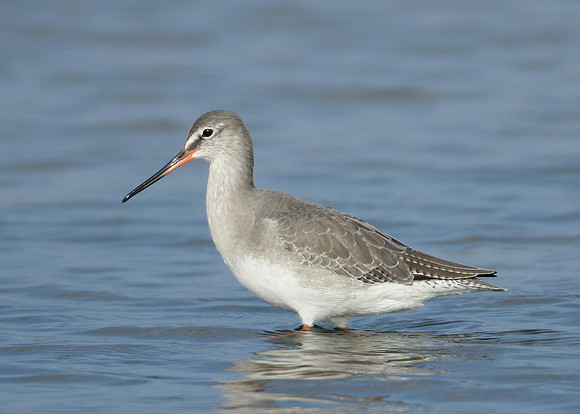 Spotted Redshank Tringa erythropus