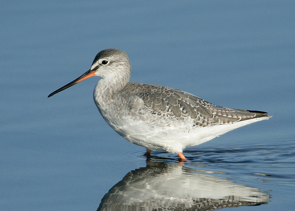 Spotted Redshank Tringa erythropus