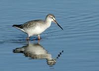 Spotted Redshank Tringa erythropus