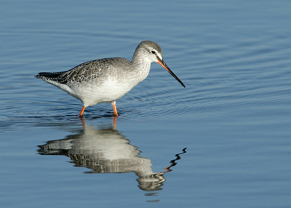 Spotted Redshank Tringa erythropus